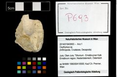 Foto (Objekt + Etikett) von Oxythyreus sp.  (NHMW-GEO-2014-0194-0693)